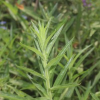 Angelonia salicariifolia Bonpl.